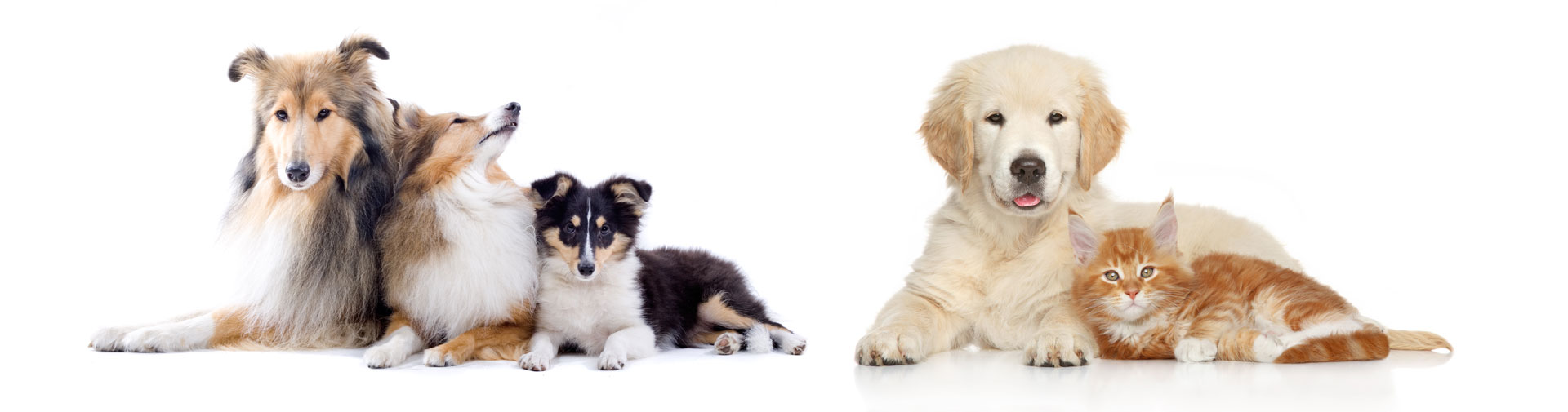 Porto Seguro Empresa - Seguro para pet shops e clínicas veterinárias